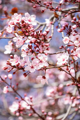 Close-up of the pink flowers of the almond tree