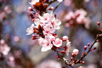 Close-up of the pink flowers of the almond tree