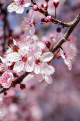 Close-up of the pink flowers of the almond tree