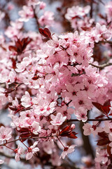 Close-up of the pink flowers of the almond tree