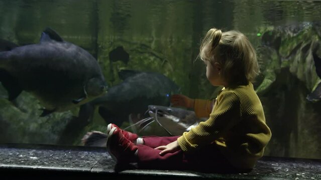 The toddler sits near the aquarium and looks at the big fish. Child studying fish in the zoo