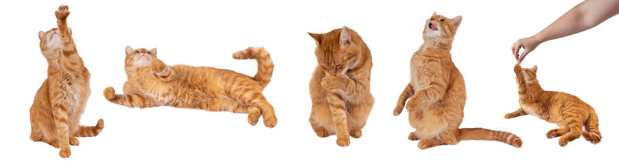 photo set, Red fluffy cat isolated on transparent background png. The cat stretches its paw up....
