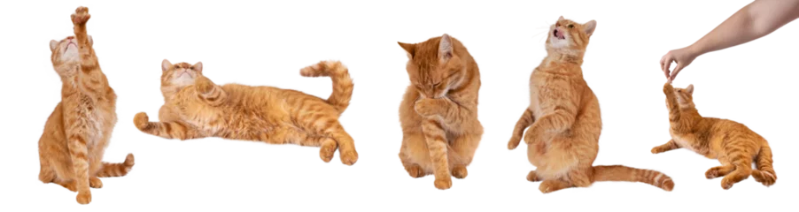 Foto op Aluminium photo set, Red fluffy cat isolated on transparent background png. The cat stretches its paw up. Mockup cat for packaging design, postcards, pet shop © Elena