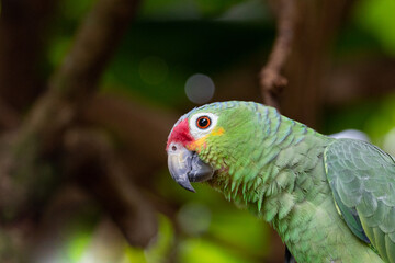 portrait of a  red-lored amazon parrot