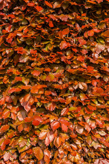 Red common hornbeam leaves texture close up