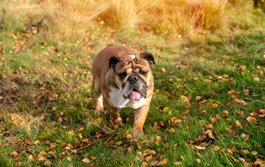Red English  Classic  Bulldog out for a walk  on a meadow