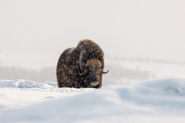 Muskoxen in snow and arctic landscape during winter