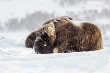 Muskoxen in snow and arctic landscape during winter