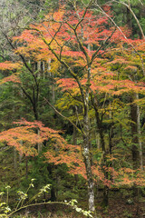 日本　京都府京都市の鞍馬にある貴船神社への道沿いの紅葉