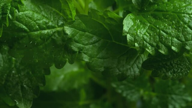 Fresh green leaves of melissa. Lemon balm. Peppermint close up. Leaf texture in macro. Leaves pattern herbs