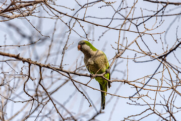 A green parrot preached on the tree during the day.