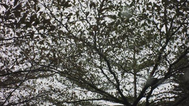 horizontal pane look up view of tree bushes leaves stems branches flourish in the sky covering the frame in a gloomy raining day