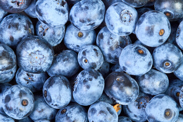 Close-up of Blueberry background from Freshly picked berries