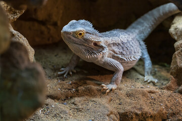 Agama australian - Pogona vitticeps - another name Agama bearded lizard in a terrarium.