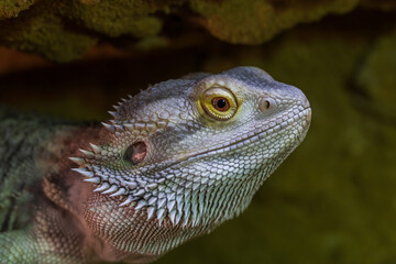 Agama australian - Pogona vitticeps - another name Agama bearded lizard in a terrarium.