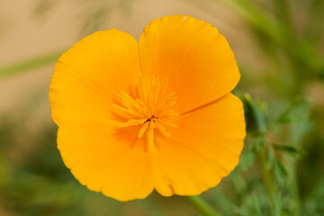 two orange escholzia flowers close-up on a background of greenery