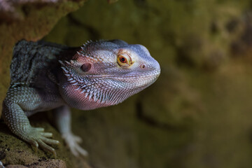 Agama australian - Pogona vitticeps - another name Agama bearded lizard in a terrarium.