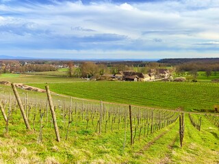 A Winter Wonderland in Ollwiller's Vineyards: Wuenheim's Enchanting Alsatian Viticultural Estate Landscape Amidst Vines and Lush Green Meadows