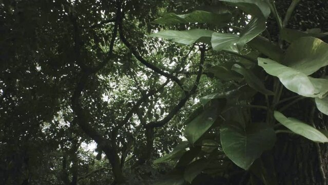 vertical look up pane view of a parasitic plant on a tree with flourish tropical bushes branches covering the frame sky in the back  in a park
