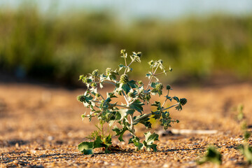 Thorny plant growing through sand in sunset desert close up. Nature backgound.