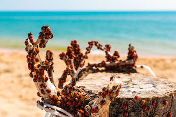 Lots of red ladybugs swarming on sunny sandy beach by sea shoreline at sunset. Ladybirds macro...