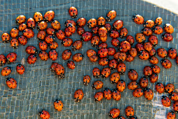 Lots of red ladybugs swarming at sunset. Ladybirds macro close up. Insects wildlife and nature concept.