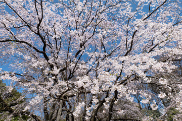 満開のしだれ桜と青空　3月　東京都文京区六義園