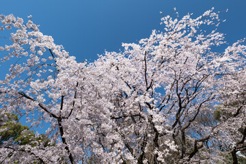 満開のしだれ桜と青空　3月　東京都文京区六義園