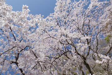 満開のしだれ桜と青空　3月　東京都文京区六義園