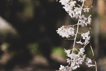 満開のしだれ桜　3月　東京都文京区六義園