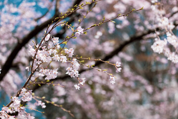 満開のしだれ桜　3月　東京都文京区六義園