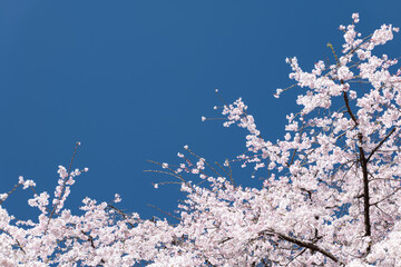 満開のしだれ桜と青空　3月　東京都文京区六義園
