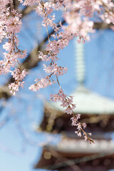 青空を背景にピンクの枝垂れ桜と五十の塔