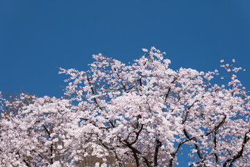 満開のしだれ桜と青空　3月　東京都文京区六義園