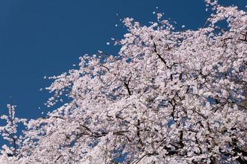 満開のしだれ桜と青空　3月　東京都文京区六義園