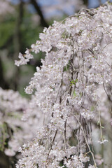満開のしだれ桜　3月　東京都文京区六義園