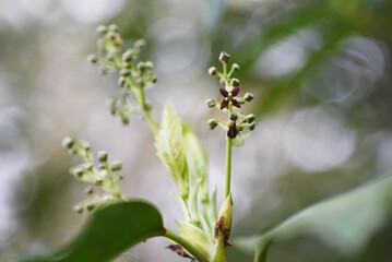 Aucuba japonica.
Native to Japan, Aucubaceae evergreen Dioecious shrub. The flowering season is from March to May. The fruits ripen red in autumn.