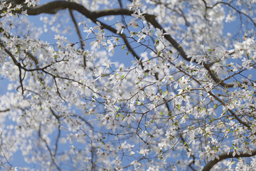 春の青空とこぶしの花　3月