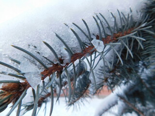 frost on a branch