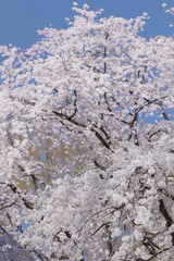 満開のしだれ桜　3月　東京都文京区六義園