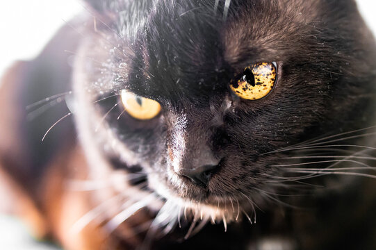 black spots in the iris eyes of black cat