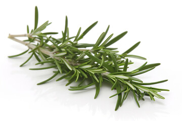 twig of rosemary on a white background