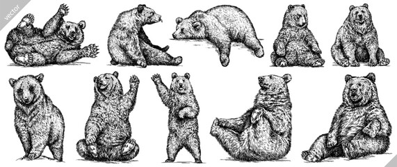 Fototapeta Vintage engrave isolated black bear set illustration ink sketch. American grizzly background asian animal silhouette vector art obraz