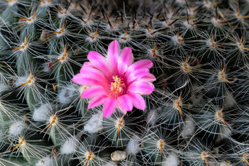cactus flower in the desert. The first bloom of this cactus happened to be on the first day of spring.