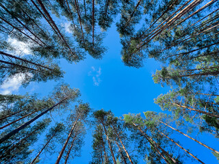 Coniferous forest. A view from below of the crowns, treetops and blue sky. Silhouettes of trees against the sky. Evergreens. Spruce forest. Space for copying.