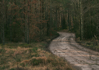 Winding forest gravel track in a moody day. European woods landscape.