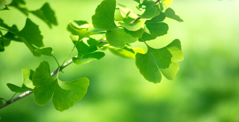 Gingko Biloba tree growing in a garden. Gingko leaf in sun lite. Herbal medicine. Herbs. Alternative medicine concept, border art design. Nature background 
