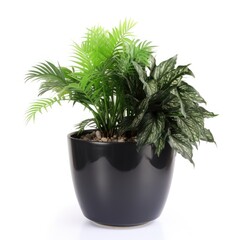 Obraz premium House plants in black pot isolated on white background, generative ai
