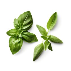 Fresh green organic basil and rosemary leaves isolated on white background. With clipping path. Transparent background and natural transparent shadow, generative ai