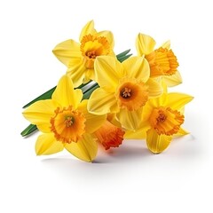 Obraz premium Yellow spring flowers daffodils isolated on white background. With clipping path. Flowers objects for design, advertising, postcards. Narcissus flowers, generative ai
